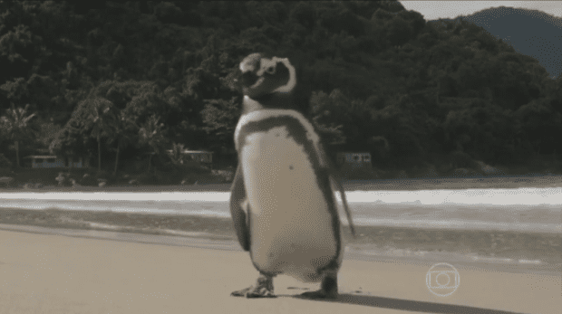 ad199230273a-penguin-called