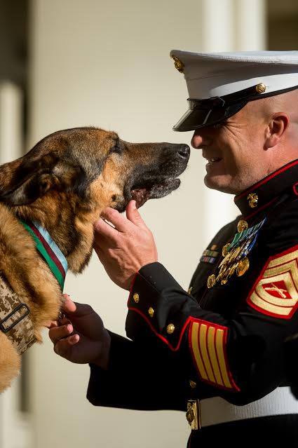 Retired US Marine Corps dog Lucca receives the PDSA Dickin Medal for gallantry  during her six year career, with her owner Gunnery Sergeant Christopher Willingham at the Wellington Barracks, London on the 05/04/2016. Photo: David Tett