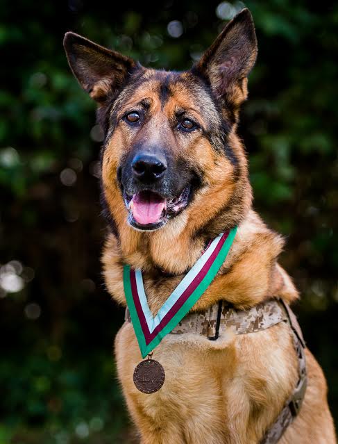 Retired US Marine Corps dog Lucca receives the PDSA Dickin Medal for gallantry  during her six year career at the Wellington Barracks, London on the 05/04/2016. Photo: David Tett