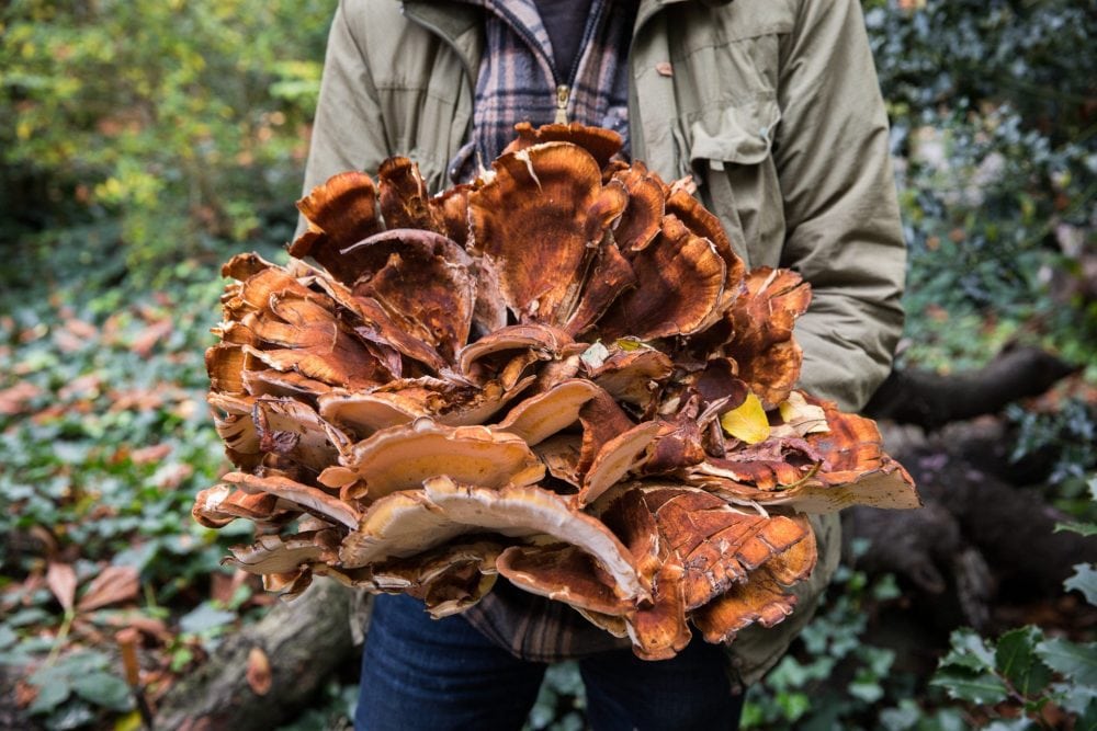 John the poacher forages for Giant Polymore Fungus in Springfield Park, London. He supplies what he finds to Hackney's trendy restaurants and bars. See National News story NNPOACH: A forager who picks mushrooms, fruit and flowers and trades them for food and drink has made a living off the land - despite living in London. Full-time forager Jonathan Cook, 39, has been foraging for over 20 years, since being introduced to the past-time by his grandfather aged seven. He started foraging as a hobby, but as Hackney, east London, where he lives, has turned into one of London's foodie hotspots, he has taken his passion full-time. John, who goes by the nickname 'John the Poacher', spends most his time in parks, commons and marshes across the east London borough, collecting produce which he trades for other food.