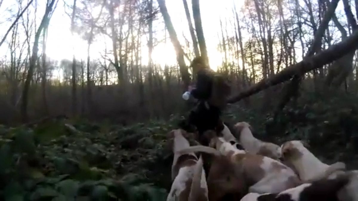 Video showing the Old Surrey Burstow & West Kent Hunt near Tunbridge Wells, Kent who supposedly killing a fox. See National copy NNHUNT: Animal rights activists claim they have recorded a fox being illegally hunted and killed by members of a hunt. The video appears to show a pack of dogs attacking a fox in woodland, before the fox is then removed from the hounds by a member of the Hunt Saboteurs Association. They have released a graphic video which appears to show hounds ripping a fox apart and disturbing images they say are of the dead animal with its insides hanging out.