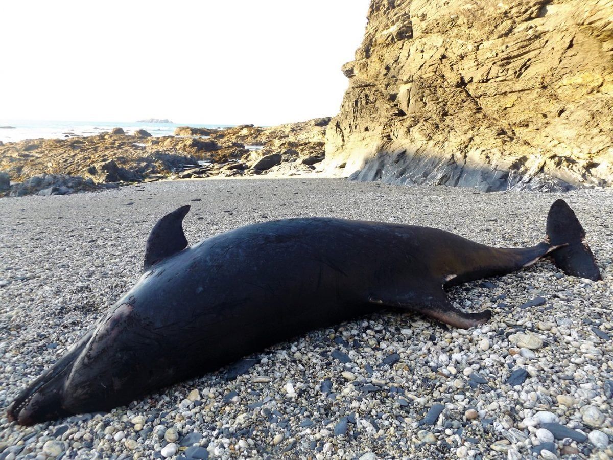 Pictures show devastation caused by rubbish thrown in the sea