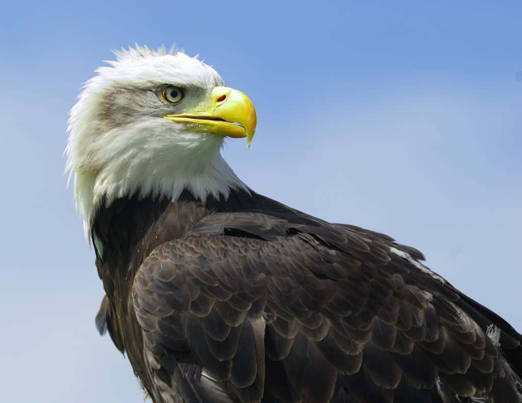 Charlton fan “threw punch” at Crystal Palace’s eagle