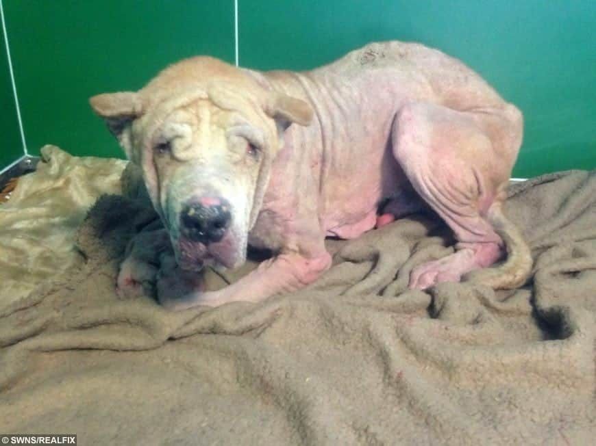 Dog So Neglected Vets Couldn’t Tell What Breed It Was