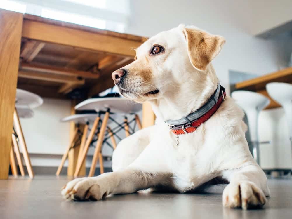 Millennials driving pet-friendly office boom