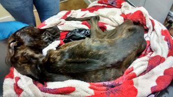 A cruel couple have been banned from keeping pets for life after starving their dog to death and dumping its body in a plastic bag.  See NTI story NTISTARVE.  Crossbreed Lulu was dumped in a plastic bag in a park after she starved to death.  An RSPCA inspector was able to trace owners Danielle Rogers and Keeley Scott after their other dog, Patch, was handed in to a vet practice weighing half what he should have in December.  The black and white Staffordshire bull terrier, which weighed 9.8kg, also had a medical condition called megaesophagus, meaning his oesophagus did not function properly, so he couldnt get food into his stomach easily.  The poorly pooch had to eat his meals sat in a high chair so that food could move down into his stomach.  Rogers, 19, of Worcester, and Scott, 19, of Worcester, admitted dumping the body of their starved dog Lulu in a plastic bag in a park at Worcester Magistrates' Court last Thursday (14/9).