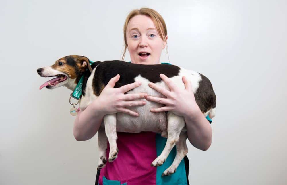Charity releases pictures of Britain’s fattest PETS – as it launches animal slimming competition