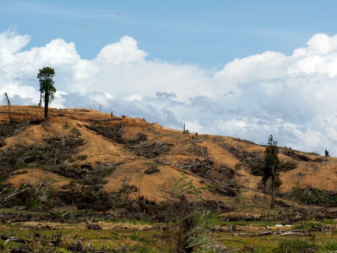 Major international brands connected to one of the largest cases of illegal rainforest clearance ever