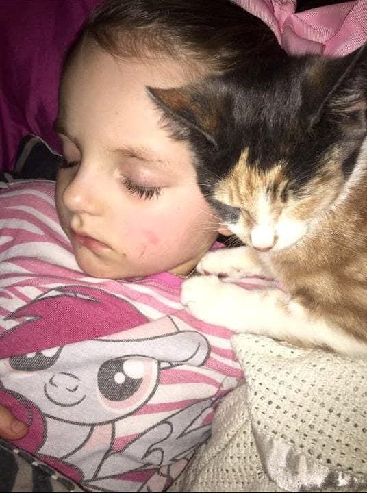 The family of five-year-old girl face £10,000 legal battle to have her wrongly rehomed pet cat returned