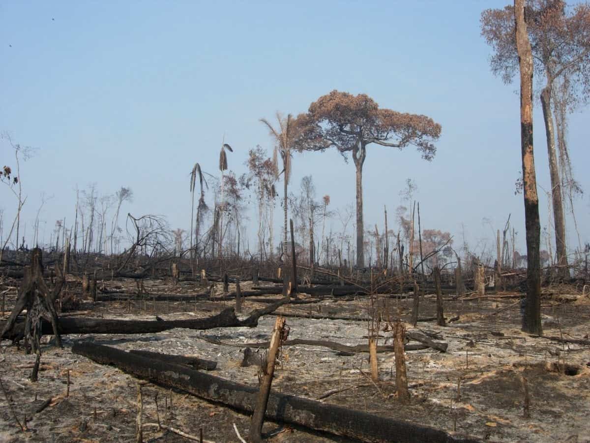 Up to 1,700 bird and animal species ‘face extinction over next 50 years due to human activity’
