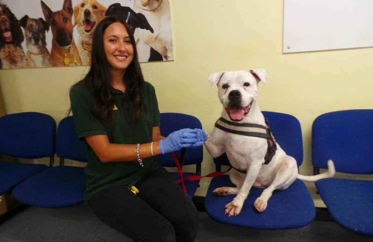 Neglected dog saved with help of a daily paw pedicure