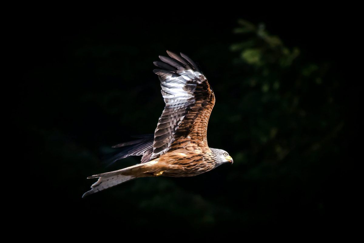 Once near-extinct red kite spotted descending on feeding station in Wales