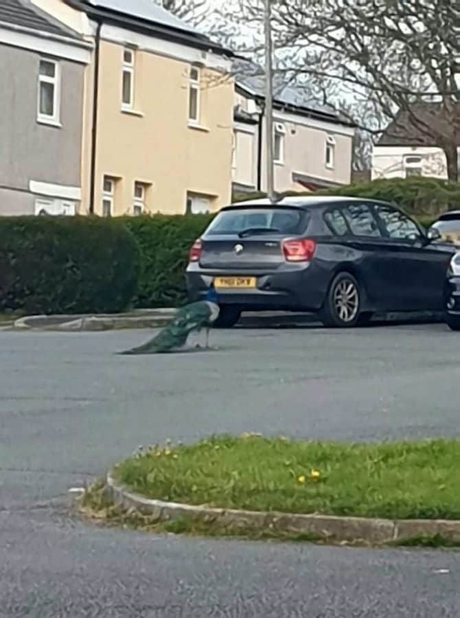 FOWL ABUSE – Residents of village say they have been terrorised angry escaped – PEACOCK