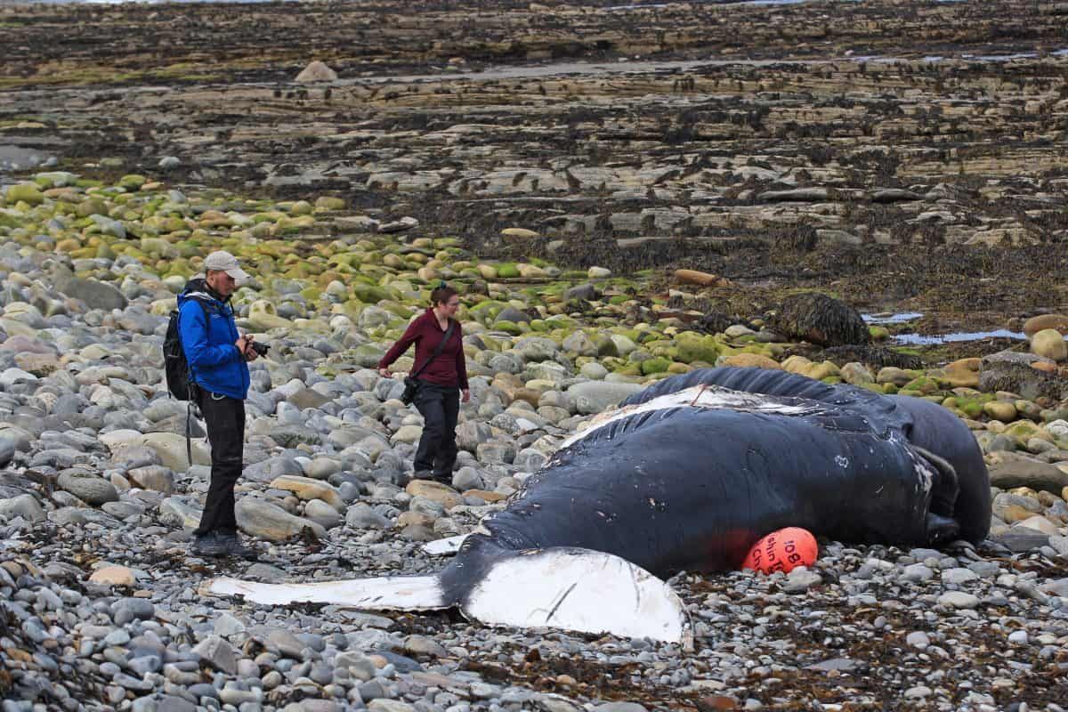 Heartbreaking pics of whale washed up – tangled in fishing gear