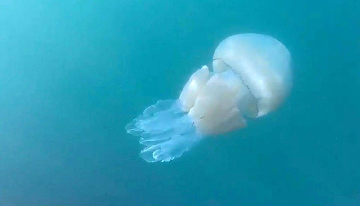 Watch – Invasion fears sparked after second mammoth jellyfish spotted in British waters