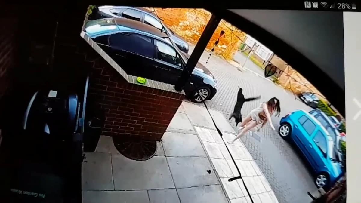 CCTV captured shocking moment neighbour threw their kitten NINE ft in the air