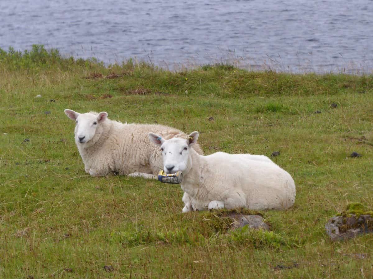 Pics show a sheep munching can of Irn Bru – as ecologists warn it could have died