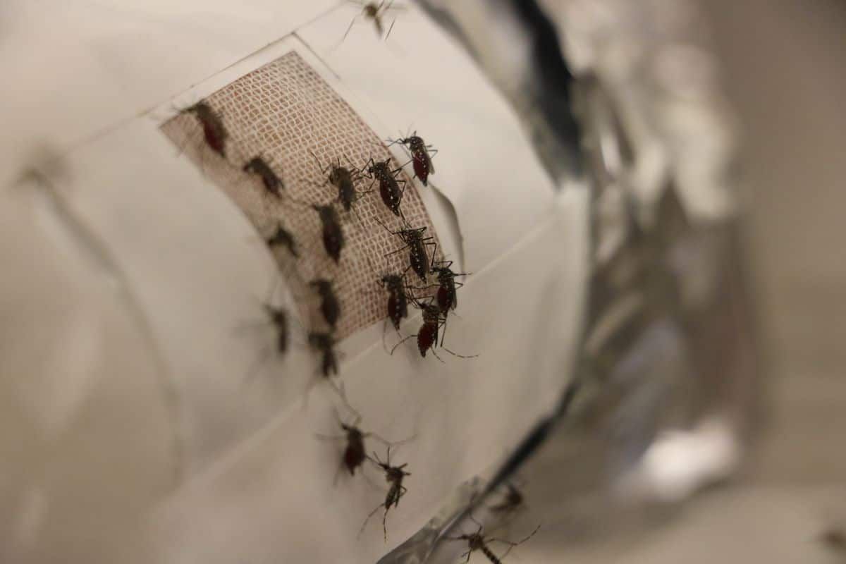 Graphene lined clothing stops mosquito bites