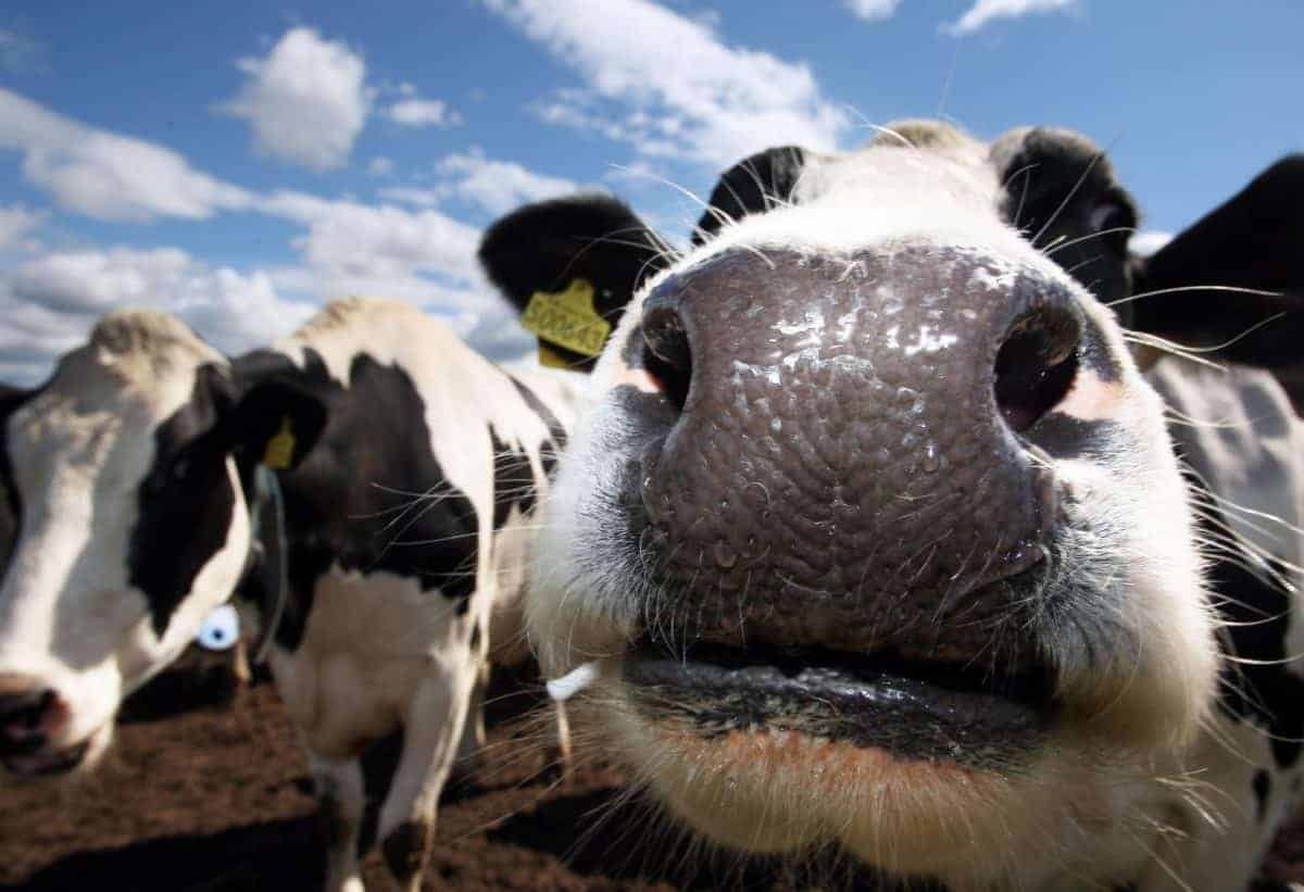 Northern Ireland farmers face bankruptcy in no-deal Brexit, MPs warned