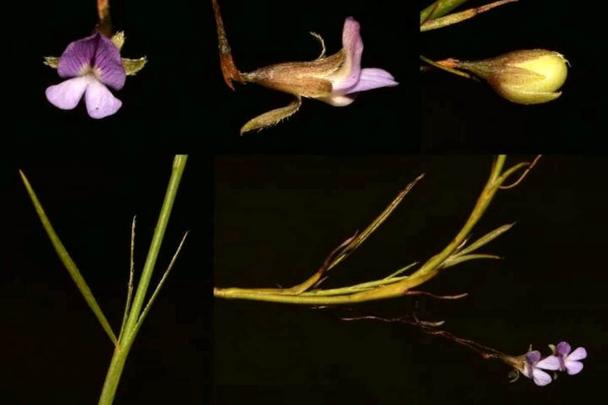 Plant believed to have gone extinct over 200 years ago has been found
