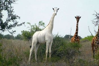 Hirola Conservancy