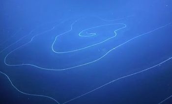 A rare deep-sea hydroid is discovered by Dr Nerida Wilson (Chief Scientist, Western Australian Museum) and her team.