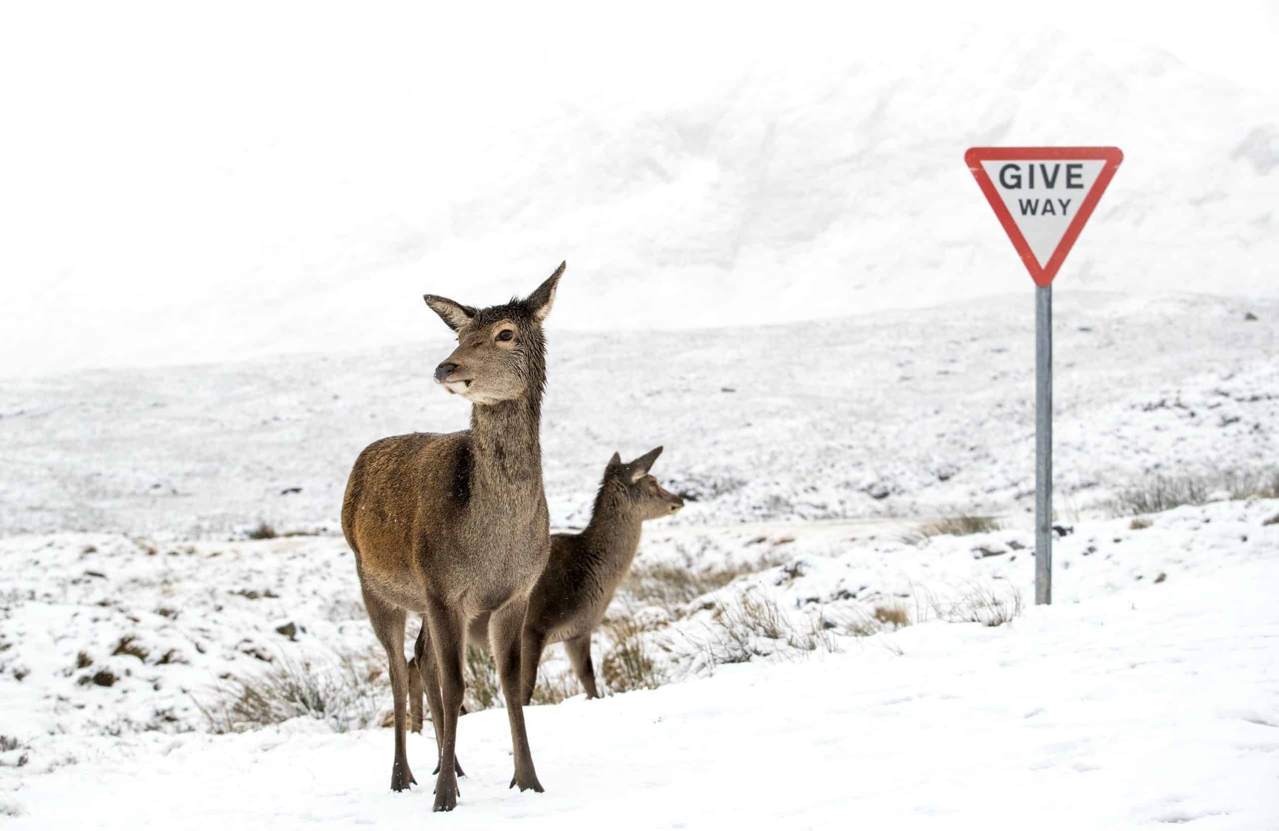 In Pictures: Storm Bella brings snow and floods