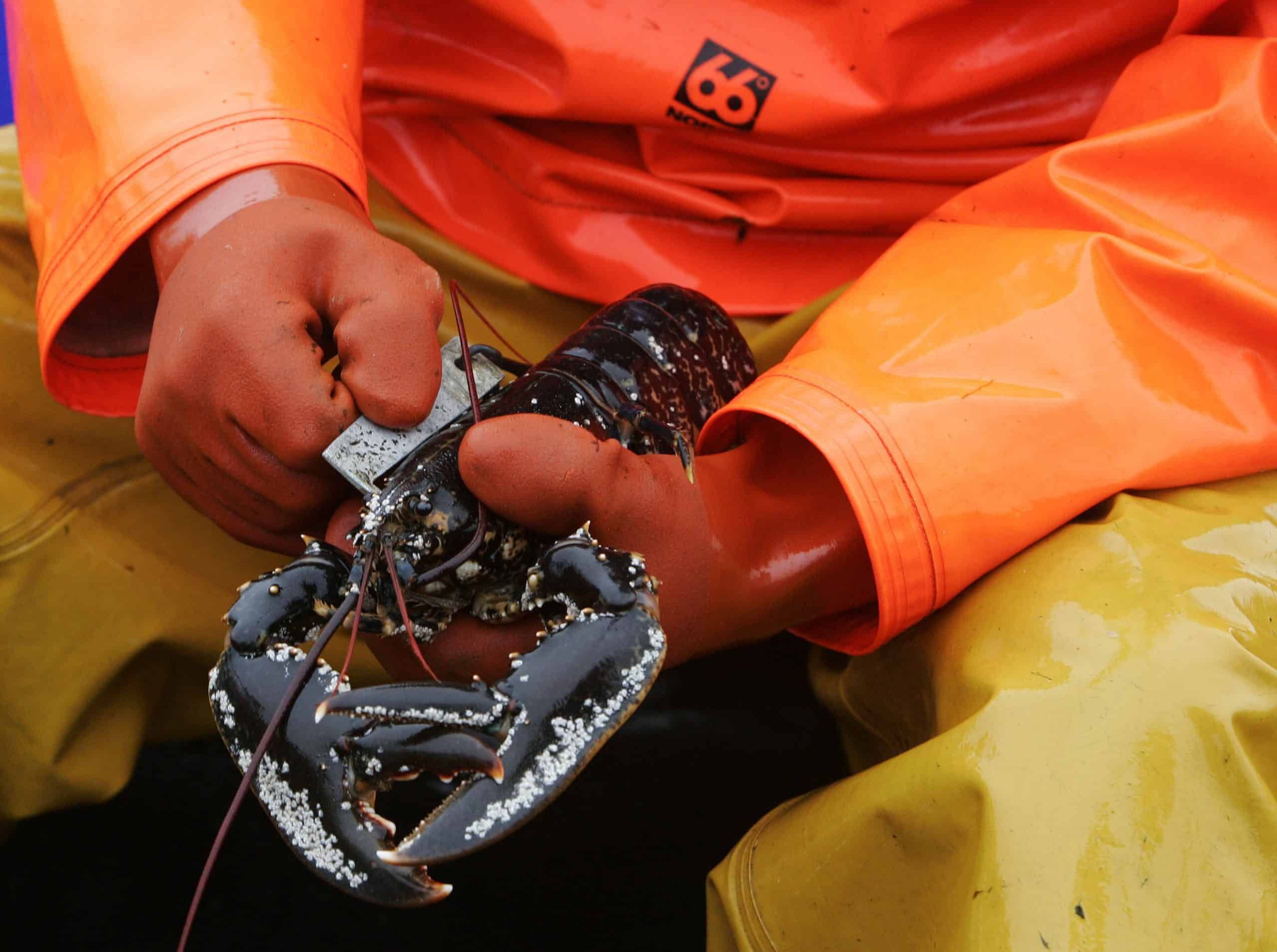 Scottish seafood left to rot with exports tangled in Brexit bureaucracy