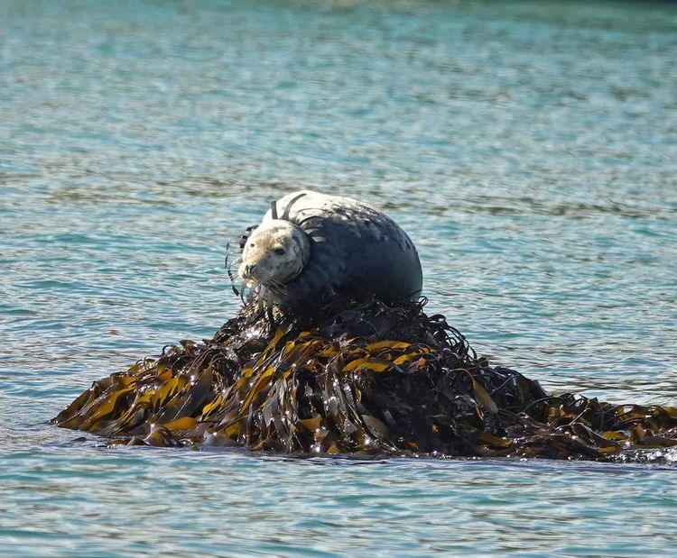 A seal spotted with a plastic crab pot stuck around its neck. Credit;SWNS
