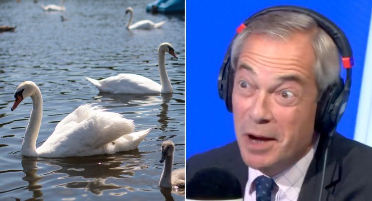 Nigel Farage claims migrants are eating swans from Royal Parks