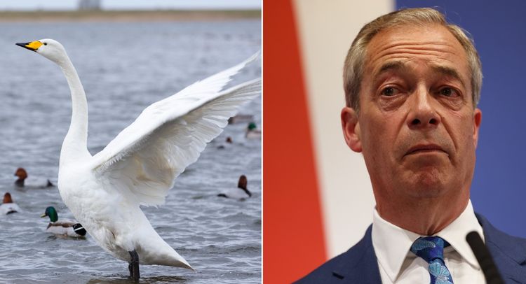 Video claiming to show 'migrants eating swan' was from 15 years ago, RSPCA says