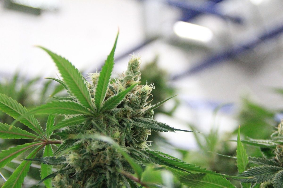 Is the UK Medical Cannabis Market Poised to Fly High?