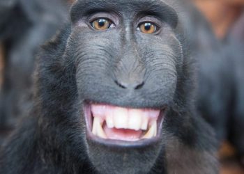 SWNS Pictures of the Year 2015 - One hundred of the most compelling images on the SWNS wire this year as chosen by our picture editors.


Pictured - The very happy macque smiles straight into the camera of Bob Hadfield, at Chester Zoo. See South West copy SWSMILE.A cheeky monkey took time out of its day to pull a massive smile for a stunned photographer. The black crested macaque gave Bob Hadfield a massive grin while on a trip to Chester Zoo. But while the handsome macaque smiles for his photo in his relaxed surroundings, it is a far different experience in the speciesÃ natural habitat. 
Bob Hadfield / Ross Parry Agency