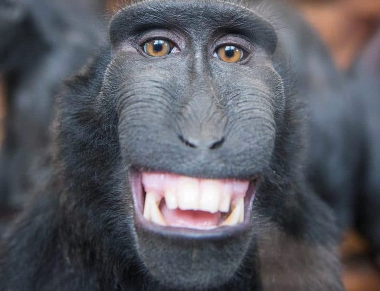 SWNS Pictures of the Year 2015 - One hundred of the most compelling images on the SWNS wire this year as chosen by our picture editors.


Pictured - The very happy macque smiles straight into the camera of Bob Hadfield, at Chester Zoo. See South West copy SWSMILE.A cheeky monkey took time out of its day to pull a massive smile for a stunned photographer. The black crested macaque gave Bob Hadfield a massive grin while on a trip to Chester Zoo. But while the handsome macaque smiles for his photo in his relaxed surroundings, it is a far different experience in the speciesÃ natural habitat. 
Bob Hadfield / Ross Parry Agency