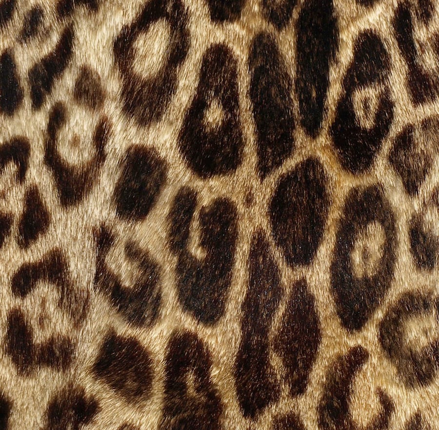 Online retailers sold ‘faux fur’ fashion items that contained REAL animal fur