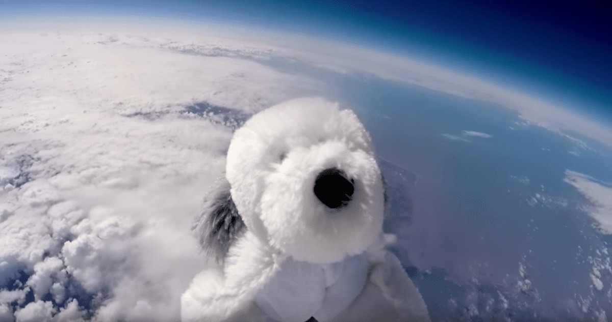 Toy Dog Lost In Space By School Children