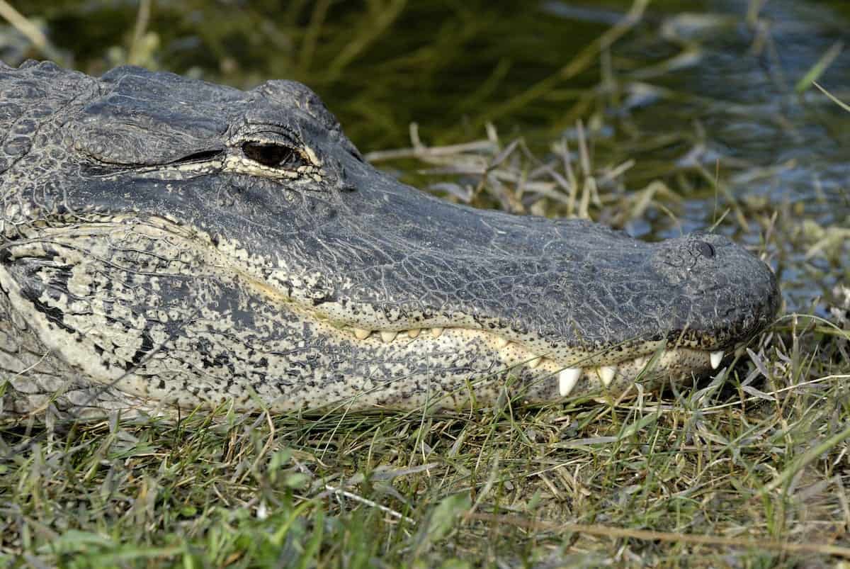 Video – Huge Alligator strolls across golf course