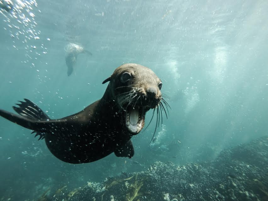 In Pictures…Seals up close and friendly
