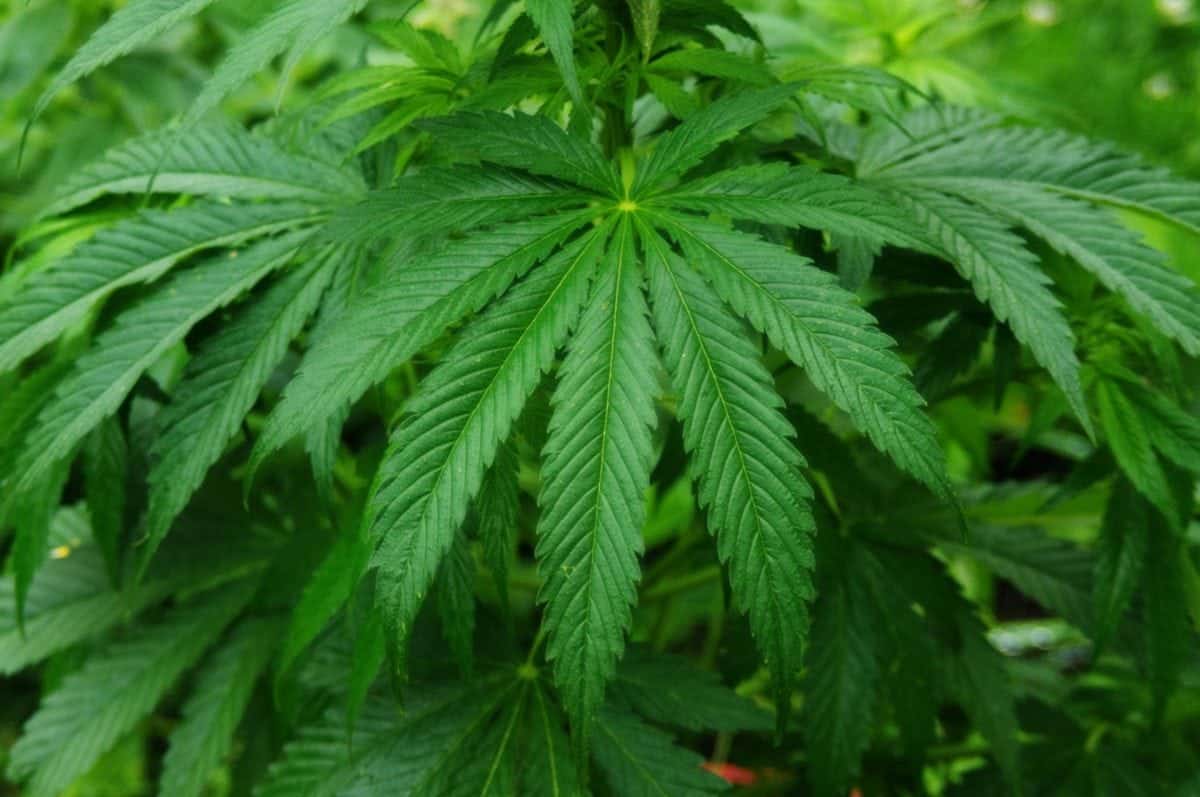 Should cannabis be made legal? MPs seem to think so