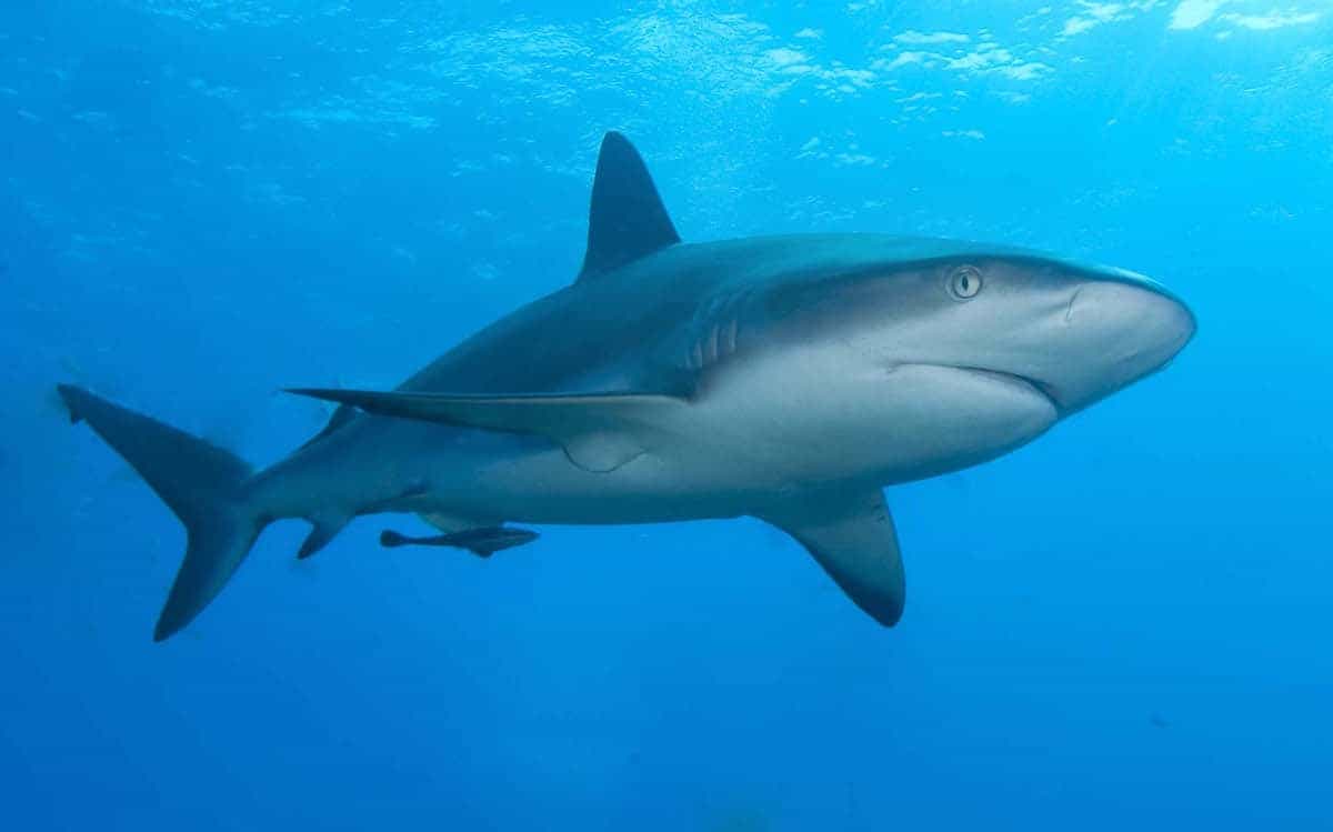 Rise in shark attacks due to global warming and increased tourism, says report