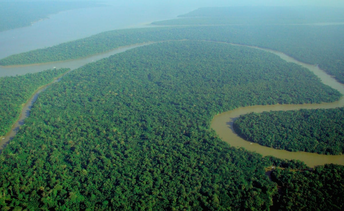 Good news: The Amazon rainforest can recover