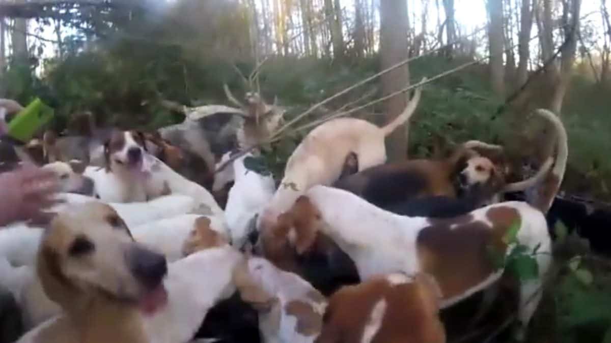 Graphic Content: No Evidence of Hounds Killing a Fox, Hunt Organiser Says
