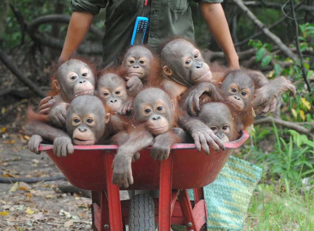 Heartwarming pictures show the baby Orangutans in a wheelbarrow going to their school classes on how to survive in the wild in Indonesia. 

The little youngsters are taught the skills which should have been gained from their mothers at International Animal Rescue's school in Indonesia. Their adorable school run shows up to eight of the little ones huddled up while being wheeled to the 'baby school'. Orangutans usually spend seven to eight years with their mother and learn the skills they need to survive.