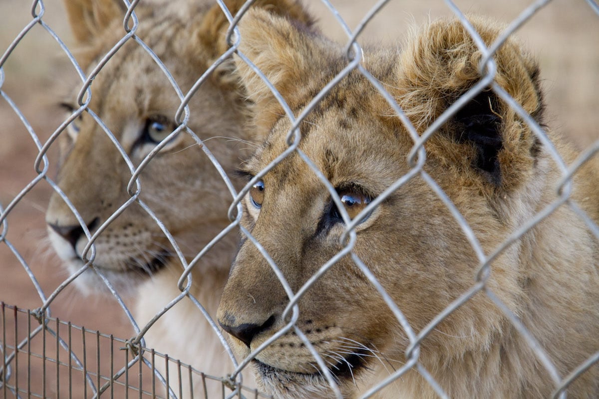 South Africa to approve international trade in 800 lions from controversial ‘canned hunting’ industry