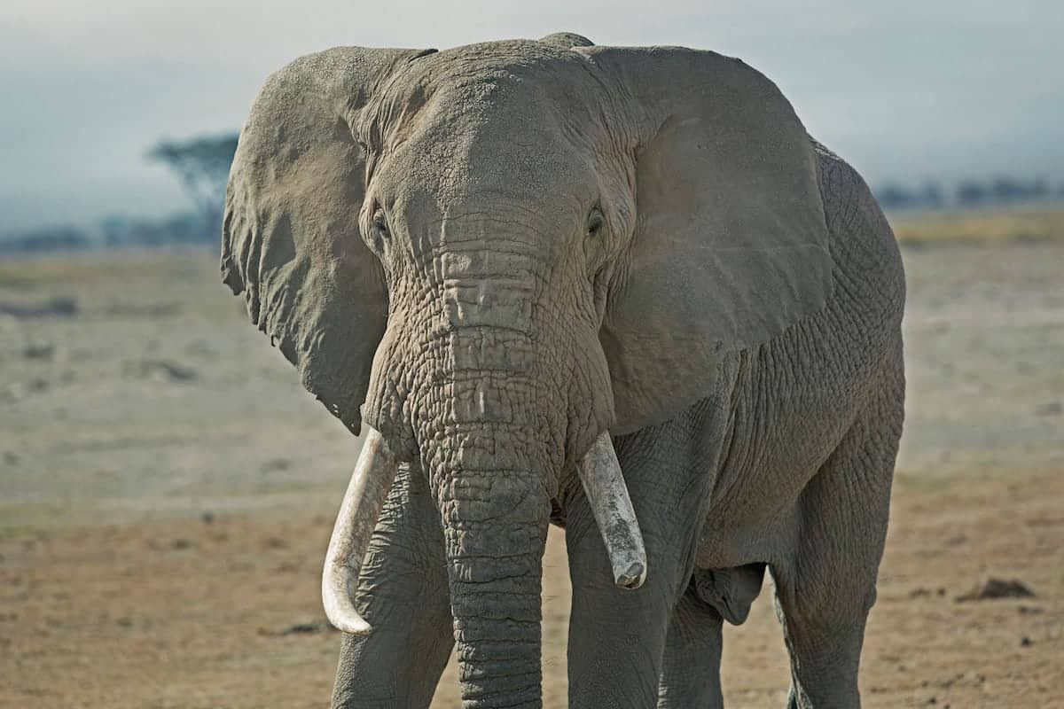 Eradicating elephant poaching is unrealistic until ivory demand from South East Asia is tackled