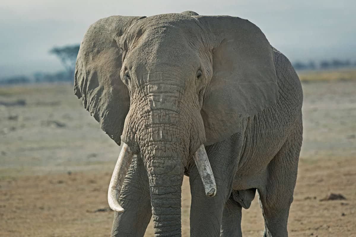 Eradicating elephant poaching is unrealistic until ivory demand from South East Asia is tackled