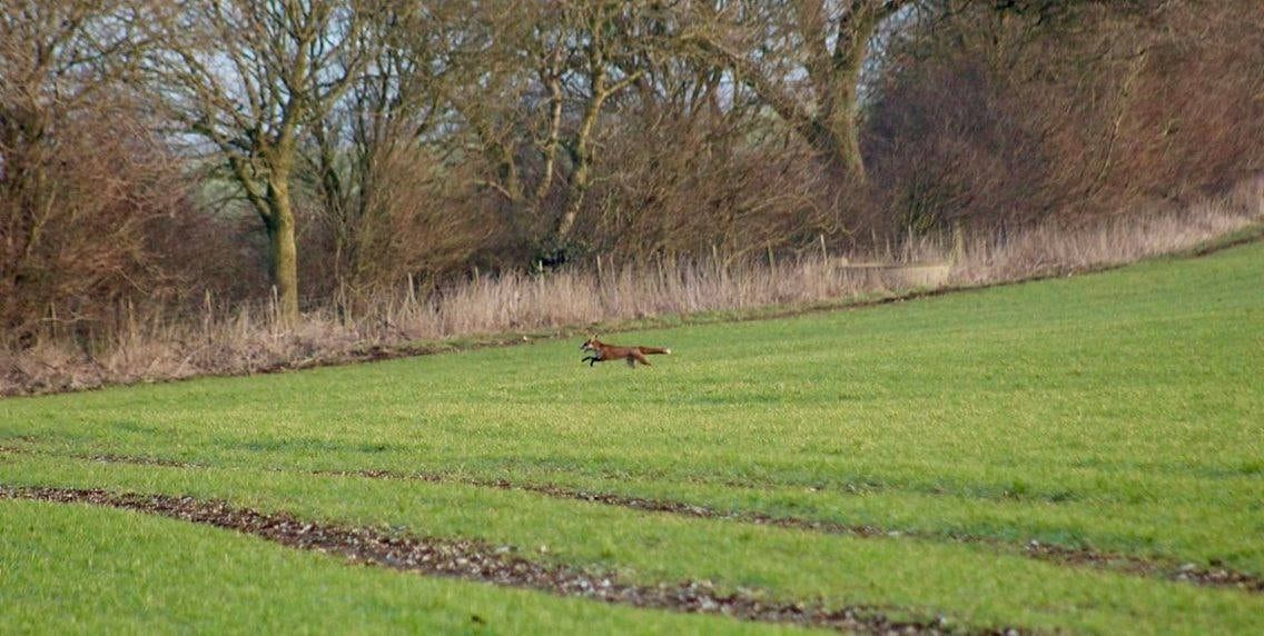 Tory councillor on illegal hunt tells female activist “I’d quite like to shag you”