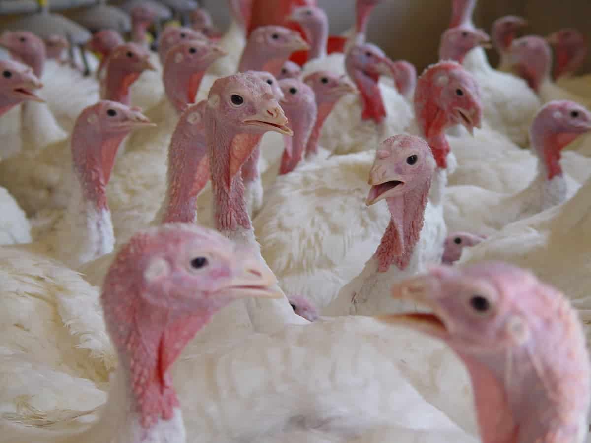 Bird flu is back: We need solutions, not scapegoats