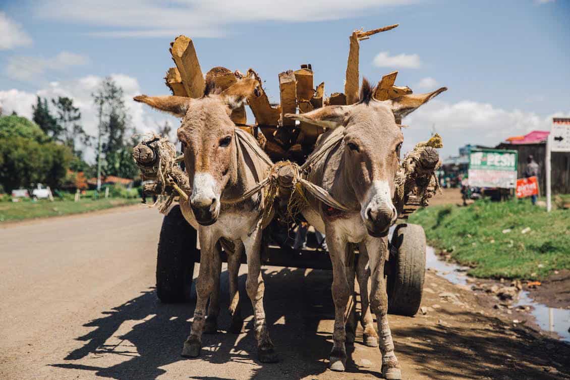 There are 100 million working horses, donkeys & mules in the world, we want to help them all