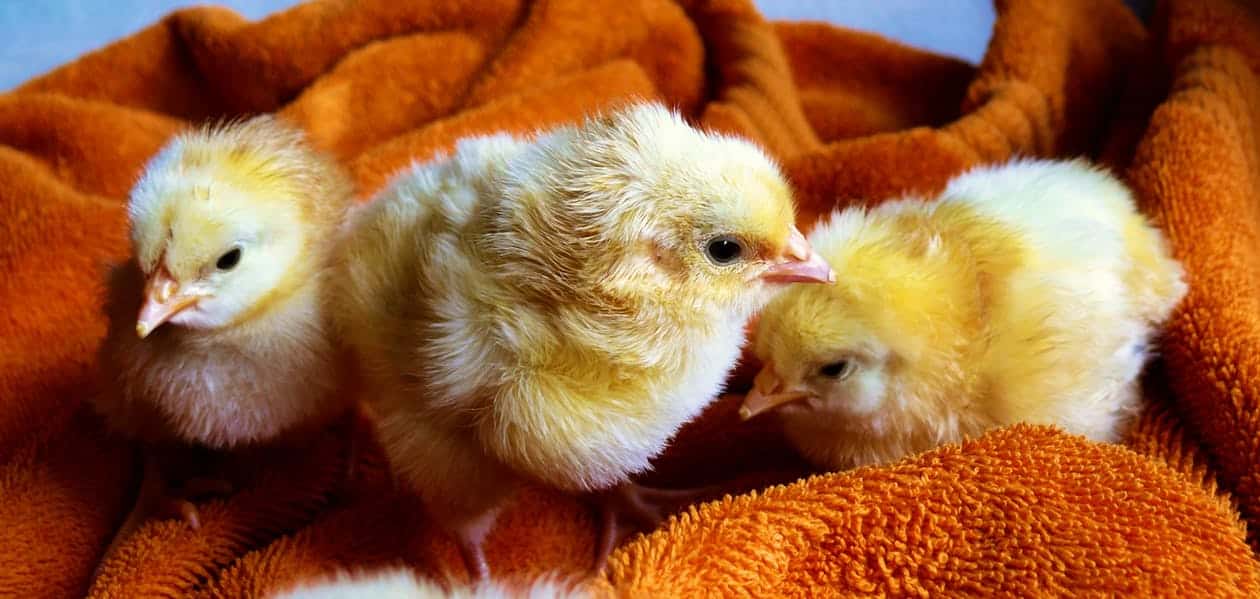 Hundreds of one-day-old chicks dumped in field